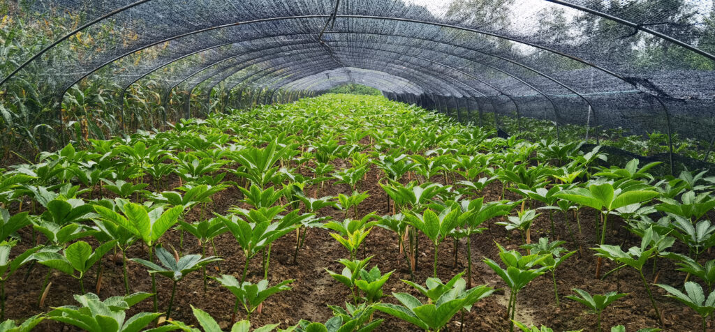 Field Konjac